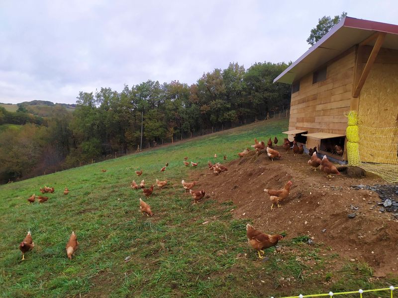 Les Oeufs de la Bancalié