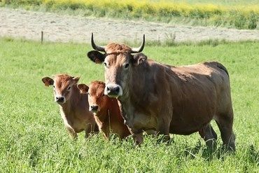 Ferme Cassar