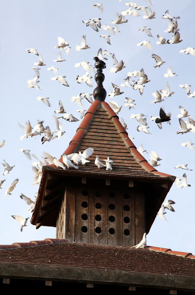 GAEC Les Pigeons du Mont Royal
