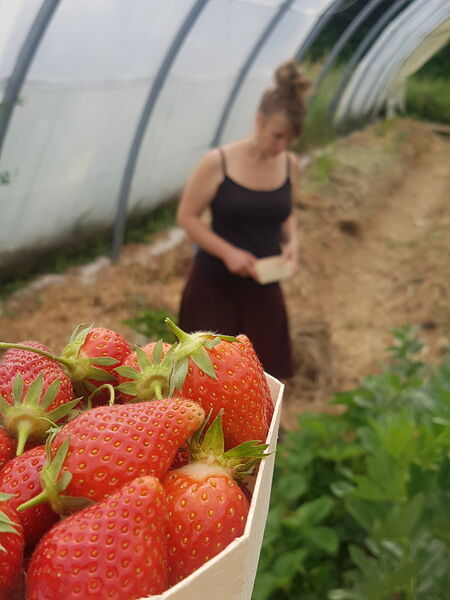 Ferme Fruitière de Blaucavet