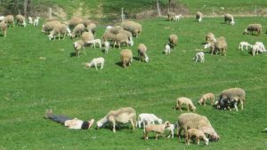 Bouclette et Compagnie